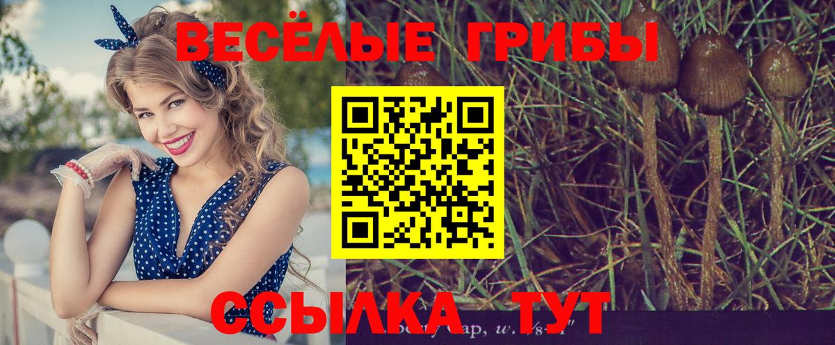 Псилоцибиновые грибы Psilocybine cubensis  Галлюциногенные грибы Cubensis  Фрязино  сколько стоит  Вход с VPN 